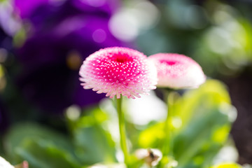 Bellis perennis hybrids, also called Ma&szlig;liebchen or Tausendsch&ouml;n