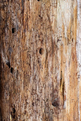 Naklejka premium Distressed wood grain of an aged pine tree ~GRAIN~