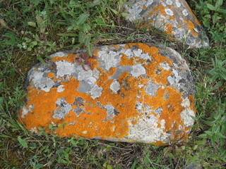 the lichen on the stone