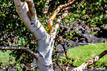 Fototapeta premium Shadowfax Tree