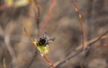 Bumblebee collects nectar pollen, pollinates a flower