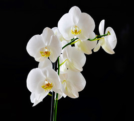 Fototapeta na wymiar white orchids on black