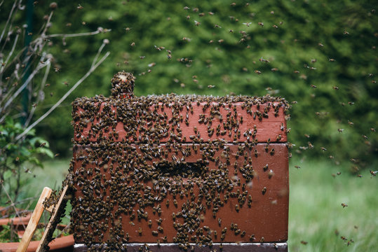 Bienen 