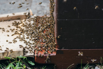 Bienen im Frühling an der Beute