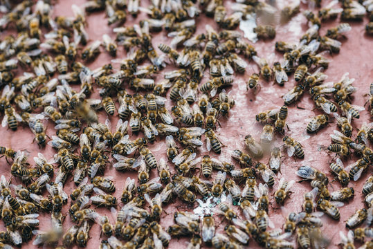 Bienen 
