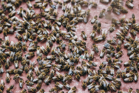 Bienen 