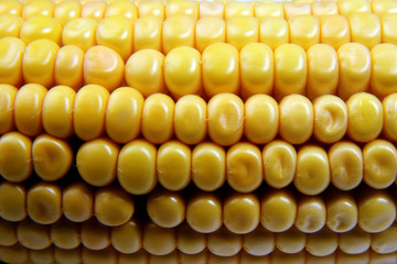 Ear corn a popular ingredient in vegetarian food