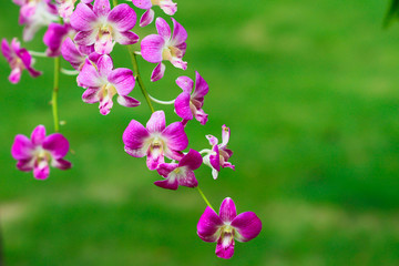 Orchid, Flower, Plant, Lady's Slipper, Thailand