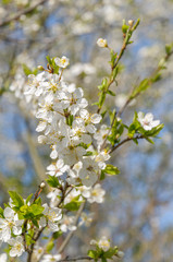 Branch of a white flowering hawthorn in spring against a blue sky