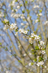 Branch of a white flowering hawthorn in spring against a blue sky