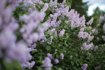 Lilac tree flowers on unfocused background. Thick shrub in bloom