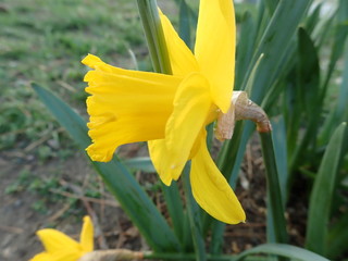   beautiful spring nature in a blossom