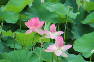 lotus flowers on a background of green leaves