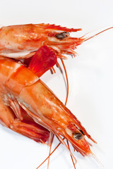 Gambas on a white background
