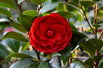 Rote Kamelie