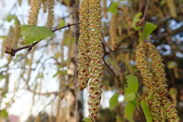   beautiful spring nature in a blossom