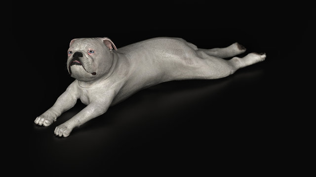 English bulldog laying in different funny postion 3d render