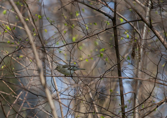 Bird on branch