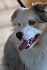 Gesicht eines Boarder Collies