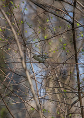 Bird on branch