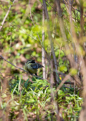 Bird on branch
