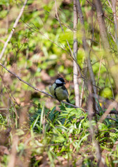 Bird on branch