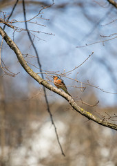 Bird on branch