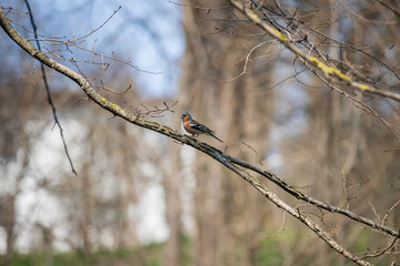 Bird on branch