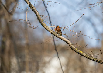Bird on branch