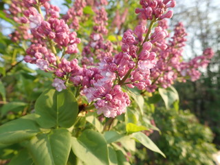   beautiful spring nature in a blossom