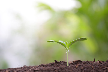 Young green sappling plant with dew growing