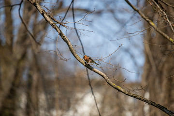Bird on branch