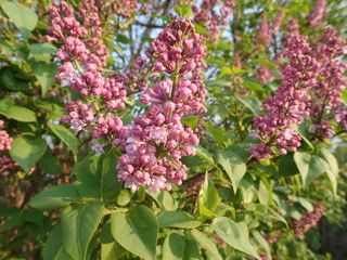   beautiful spring nature in a blossom