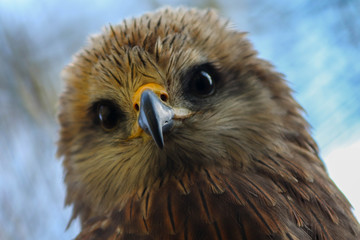 Bec d'aigle royal.