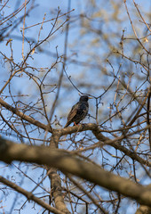 Beautiful bird on a tree