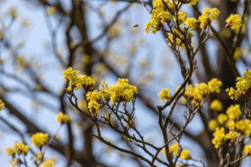Flowering trees