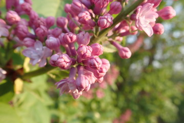 Obraz premium beautiful spring nature in a blossom