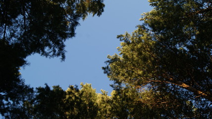 SONY DSC