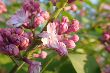 Fototapeta na wymiar beautiful spring nature in a blossom