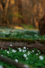 Close up of Anemone Nemorosa, windflower standing in the sunlight from a sunset in Pålsjö Forest in Helsingborg, Sweden as an early sign of spring. Sunlight on the forest in the background.