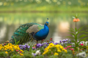 Obraz premium Pfau im Park