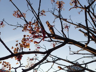   beautiful spring nature in a blossom