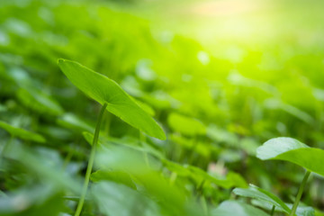 Close up beautiful view of nature green leaves on blurred greenery tree background with sunlight in public garden park. It is landscape ecology and copy space for wallpaper and backdrop.