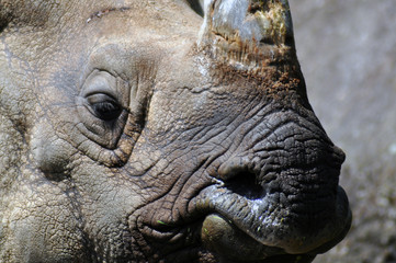 Obraz premium Nachaufnahme vom Nashorn (Brautmaulnashorn) 