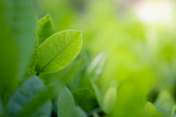 Close up beautiful view of nature green leaves on blurred greenery tree background with sunlight in public garden park. It is landscape ecology and copy space for wallpaper and backdrop.