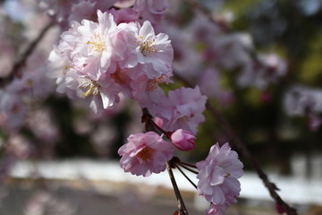 八重枝垂桜の花