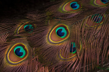 Obraz premium Pfauenfedern