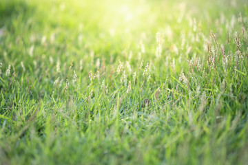 Close up beautiful view of nature green grass on blurred greenery tree background with sunlight in public garden park. It is landscape ecology and copy space for wallpaper and backdrop.