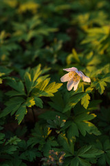 Close up of Anemone Nemorosa, windflower standing in the sunlight from a sunset in Pålsjö Forest in Helsingborg, Sweden as an early sign of spring. Green leaves allround the white flower.