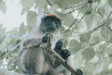 Red colobus in Bigodi
